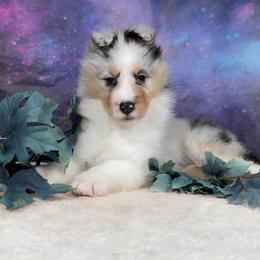 Credit - Blue merle white and tan male Shetland Sheepdog puppy in Elk, Washington from Asgard Shetland Sheepdogs