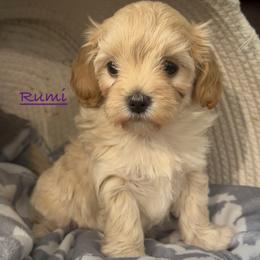 Rumi - Apricot female Maltipoo puppy in Lake Ann, Michigan from Riyem Wildflower Farms