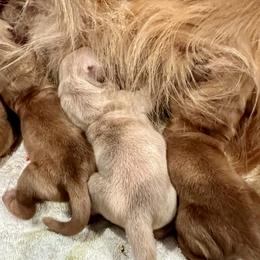 Boy 1 - Golden male Golden Retriever puppy in Lindale, Texas from Dogwood Springs Golden Retrievers