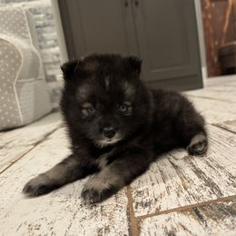 Bishop - Black male Pomsky puppy in Gunter, Texas from The Painted Pomsky
