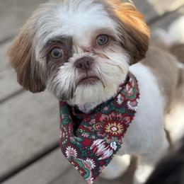 Poodle and Shih Tzu All Grown Up from PureBreedsKC