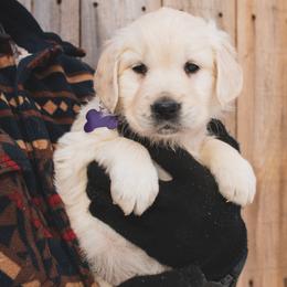 Sprinkle - Light golden female Golden Retriever puppy in Mason, Michigan from Sweet Breeze Acres