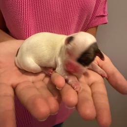 Molly - White female Havanese puppy in Cadwell, Georgia from Hashtag Havenese