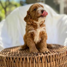 Lola - Caramel red female Australian Labradoodle puppy in Auburn, California from Poodles and Labradoodles breeder