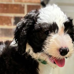 Kat - Black and white female Sheepadoodle puppy in Joelton, Tennessee from PC Pampered Parti's
