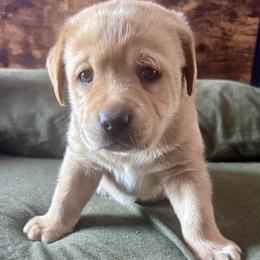 Flash - Yellow male Labrador Retriever puppy in Kossuth, Pennsylvania from Barrett Farm Labradors