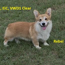 Rebel - Pembroke Welsh Corgi