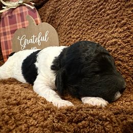 Apple - Parti female Poodle puppy in Travelers Rest, South Carolina from Cotton Top