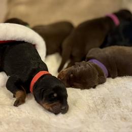 Red - Black and rust male Doberman Pinscher puppy in Medina, Tennessee from Valorosa Doberman Kennel