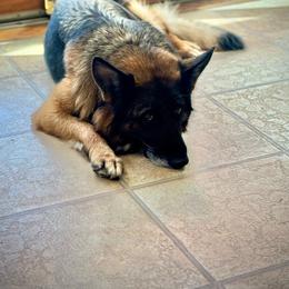 Dona - Black and red female German Shepherd puppy in Lawton, Michigan from Free Indeed Shepherds