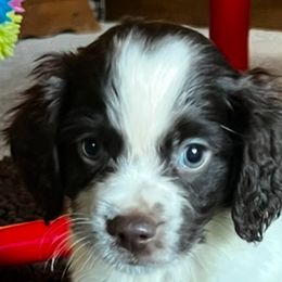 Tempo boy 2 - Liver and white male Brittany puppy in Floyd Knobs, Indiana from Cross Creek Brittanys