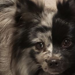 SweetiPi - Pomeranian