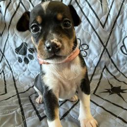 Pearl - Black white and tan female Rat Terrier puppy in Molalla, Oregon from The Puppy Patch Rat Terriers