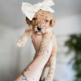 Maple - Apricot female Goldendoodle puppy in Hopkins County, Texas from Boutique Doodles