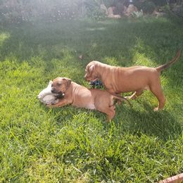 Rhodesian Ridgeback Puppies from Willowist Rhodesian Ridgebacks