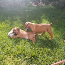 Rhodesian Ridgeback Puppies from Willowist Rhodesian Ridgebacks