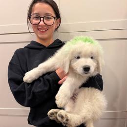 Green Boy - White male Maremma Sheepdog puppy in Kings County, California from Prancing Pony Farm Maremma Sheepdogs