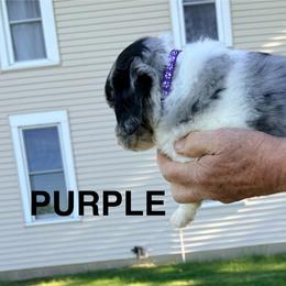 Mr. Purple - Blue merle male Aussiedoodle puppy in Williamsburg, Iowa from Terry Lynn's Aussiedoodles/Blue Dog Ranch