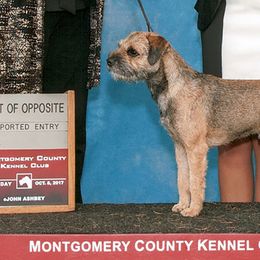 Border Terriers from Firelands Border Terriers