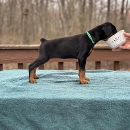 Black girl - Teal collar - Black and rust female Doberman Pinscher puppy in Old Bridge, New Jersey from Wizard Ost Revolution kennel
