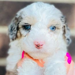 Taffy - Gray and white Sheepadoodle puppy in Knoxville, Tennessee from Fleury Farm Doodles TN