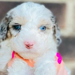 Taffy - Gray and white Sheepadoodle puppy in Knoxville, Tennessee from Fleury Farm Doodles TN