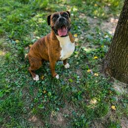 Doja - Boxer