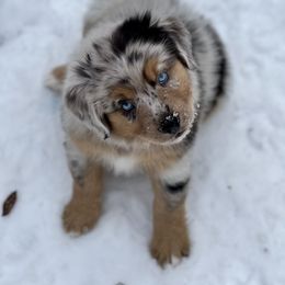 Miniature Australian Shepherd Puppies from Quartz Creek Aussies