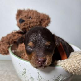 Macchiato (Mack) - Red phantom male Aussiedoodle puppy in Haleyville, Alabama from The Cuddly Dood Ranch