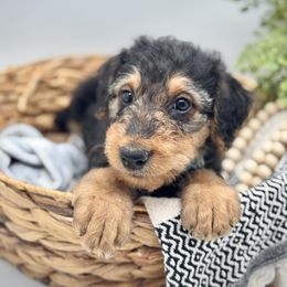 Light Blue Collared Male - Black and tan male Airedale Terrier puppy in Marshallville, Ohio from Anne's Pups