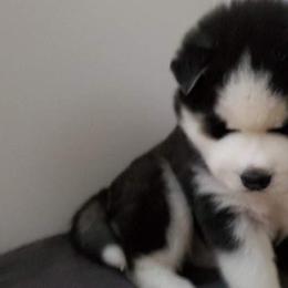 Siberian Husky Puppies from Xk siberians