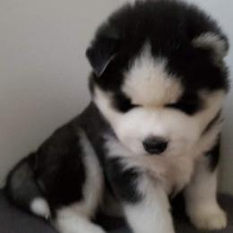 Siberian Husky Puppies from Xk siberians