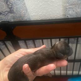Ashton - Gold male Shih Tzu puppy in Melbourne, Florida from Sassy Shih Tzu Puppies