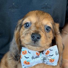 Mr. Green-2800 - Dapple male Dachshund puppy in Sparr, Florida from From the Heart Doxies