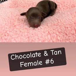 Female 6 - Chocolate and tan female Dachshund puppy in Scottdale, Pennsylvania from Our Sweet Dachshund Farm