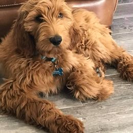 Goldendoodle Puppies from NettyDoodles