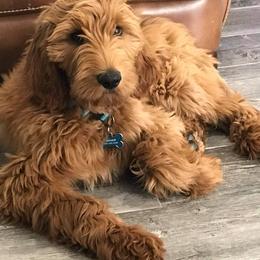 Goldendoodle Puppies from NettyDoodles