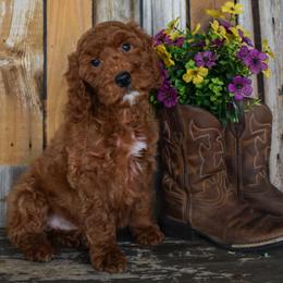 Female 1 of 6 - Red female Irish Doodle puppy in Macedon, New York from Toodles Goldendoodles