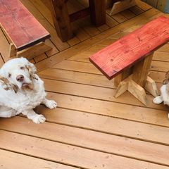 Clumber Spaniel Puppies from Rainsway Clumber Spaniels
