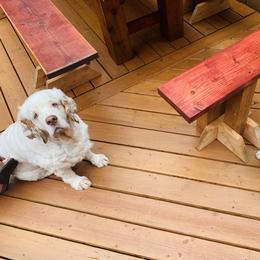 Clumber Spaniel Puppies from Rainsway Clumber Spaniels