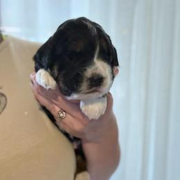 Theodore - Tri-color male Bernedoodle puppy in Jacksonville, Florida from Dandelion Doodles