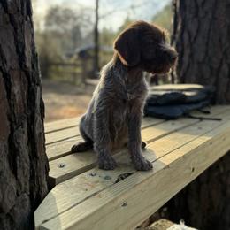 Sassy - Brown and gray female Wirehaired Pointing Griffon puppy in Shelbyville, Texas from AndersonK9Kennels Bayou Beards
