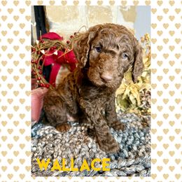 Goldendoodle Puppies from Fire Wife Doodles