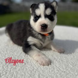 Alcyone - Black and white Siberian Husky puppy in Tiverton, Rhode Island from Mount Hope Siberians