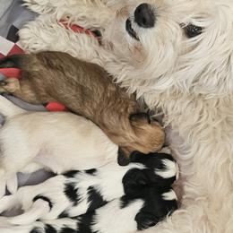 Maltipoo puppies from Dawn's Maltipoos