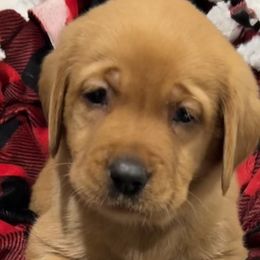 Autumn - Yellow Labrador Retriever puppy in Monticello, Arkansas from Wings N Whistles