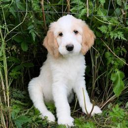 Max - Parti male Goldendoodle puppy in Cherry Creek, New York from Doodles Pups of NY