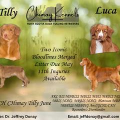 Nova Scotia Duck Tolling Retriever puppies from Chimay Kennels