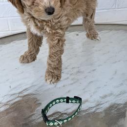 Poodle Puppies from Sunflower Poodles