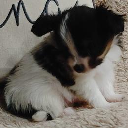 Boy 2 - White black and tan male Papillon puppy in Frostproof, Florida from Longwing Kennel